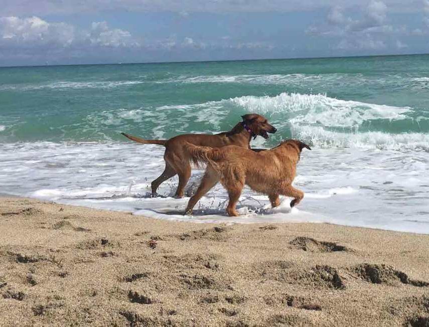 Top 6 Places To Swim With Your Dog In Miami Miami Pet Concierge
