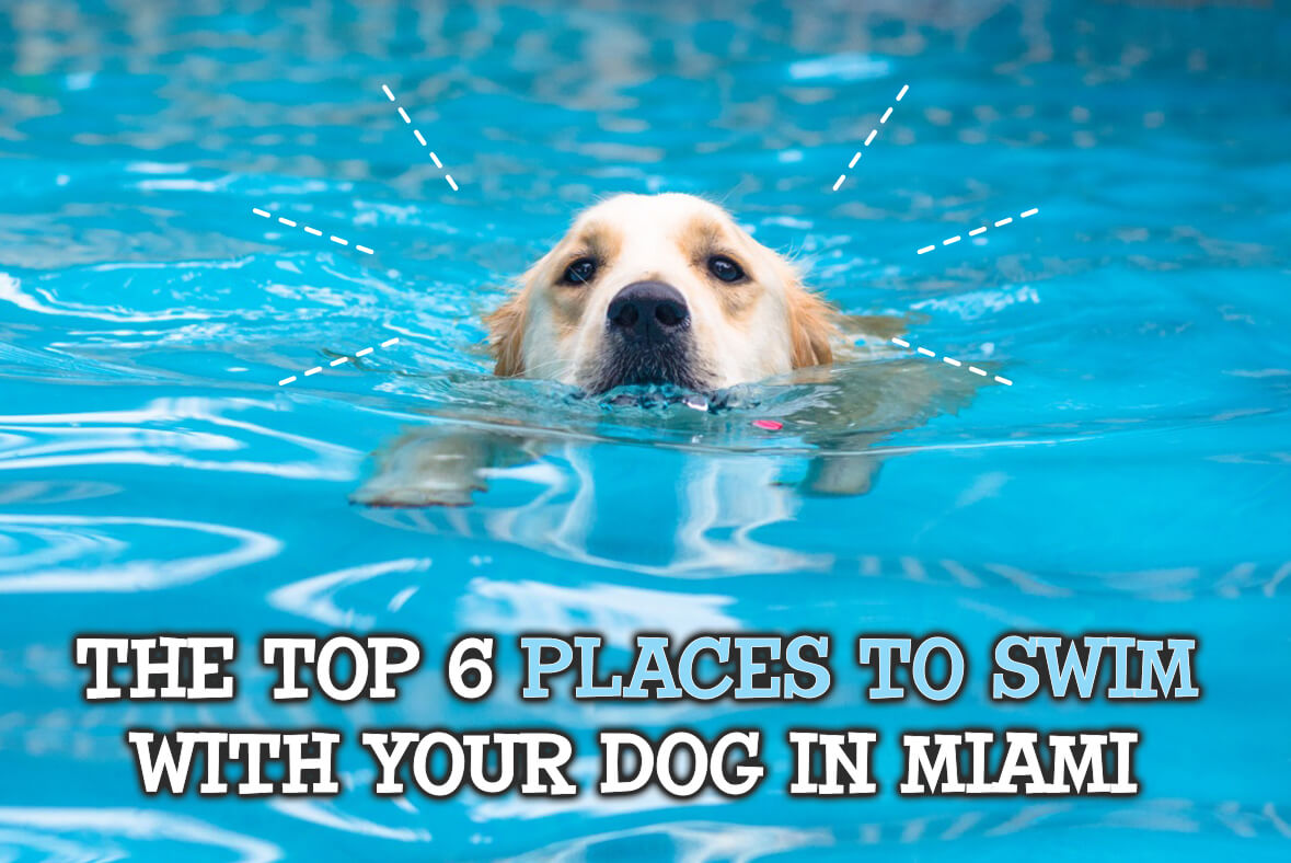 Place to swim my dog in Miami