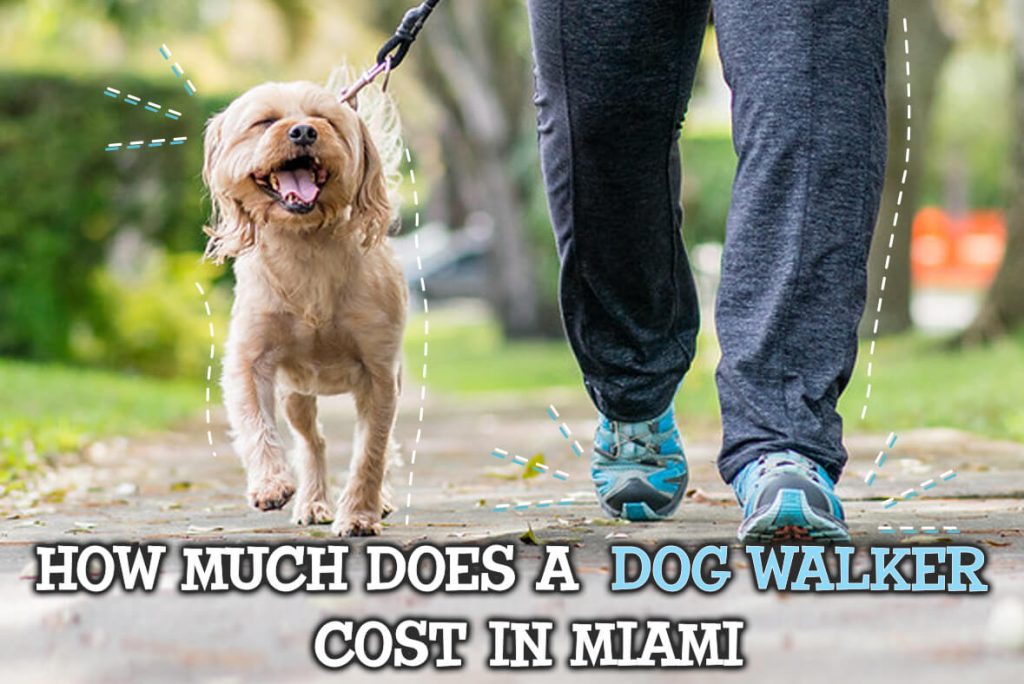Dog Walkers Miami