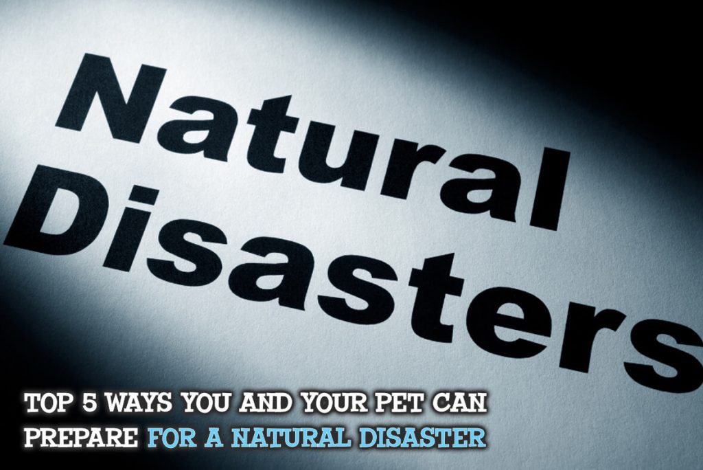 Top 5 Ways You And Your Pet Can Prepare For A Natural Disaster