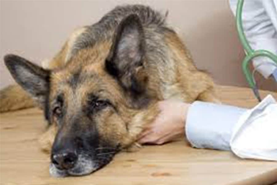 What Do I Do If My Pet Gets Poisoned?