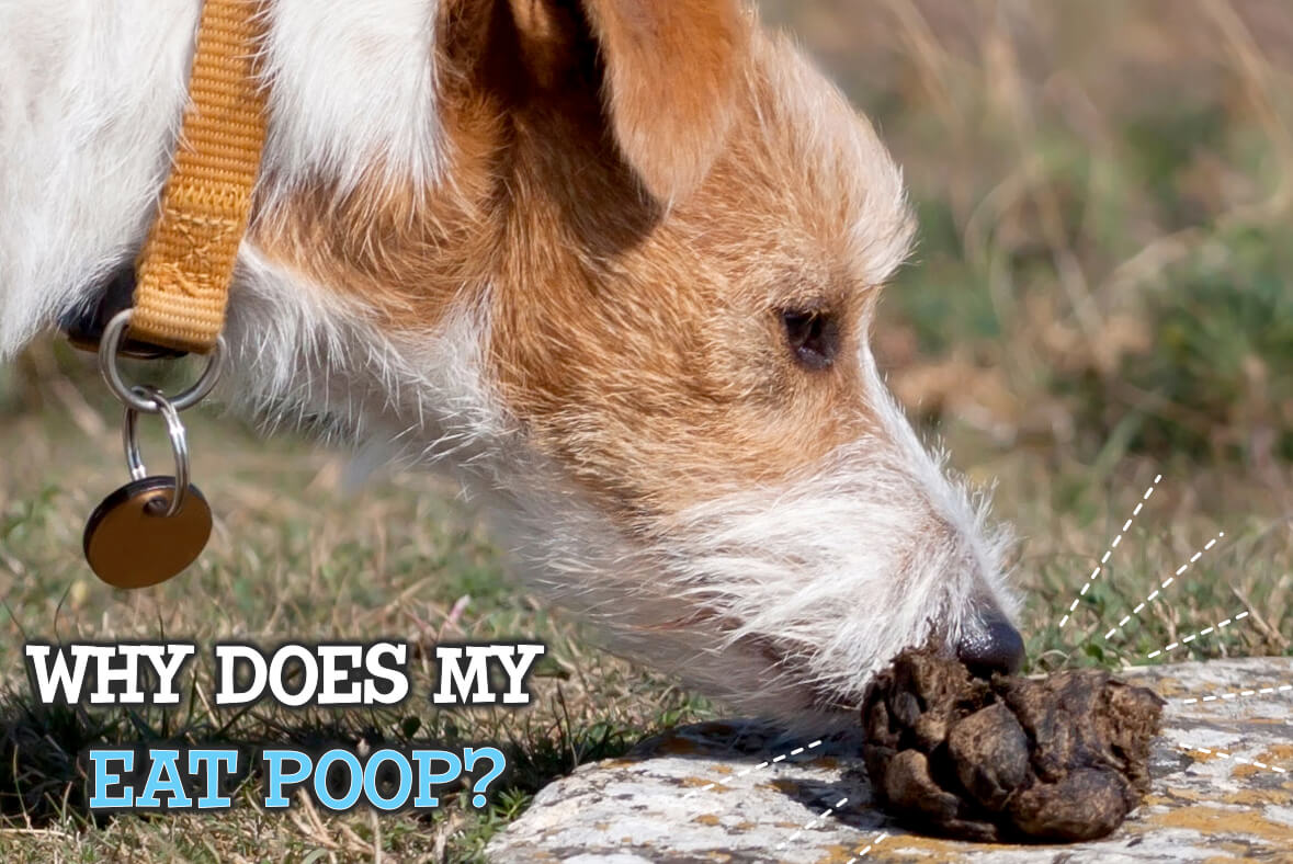 why dogs eat their poop