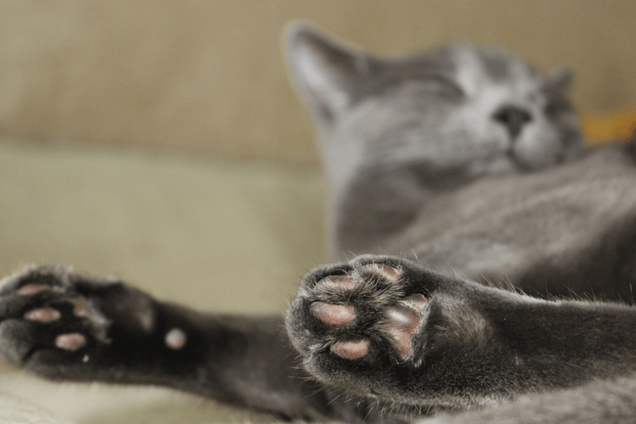 Declawing Cats The Awful Truth About This Procedure