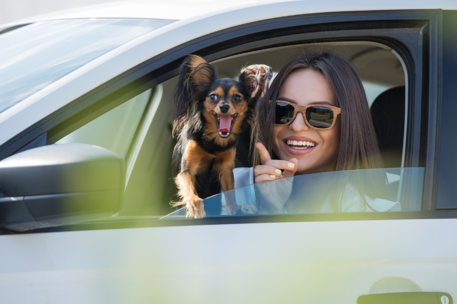 The Dangers Of Driving With A Dog In The Car Miami Pet Concierge