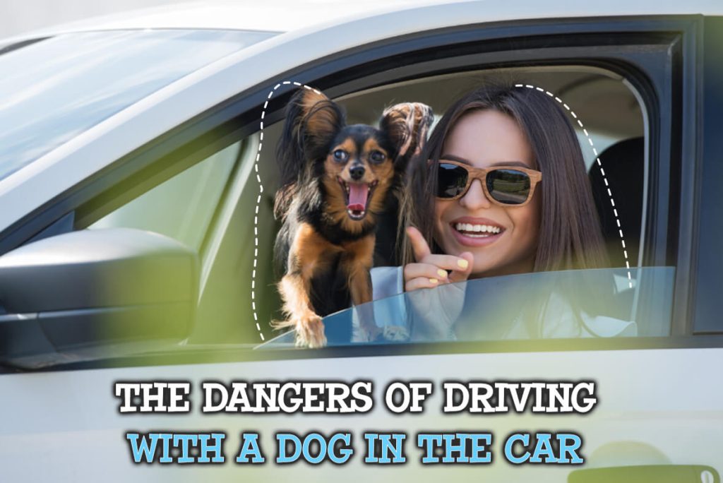 The Dangers Of Driving With A Dog In The Car