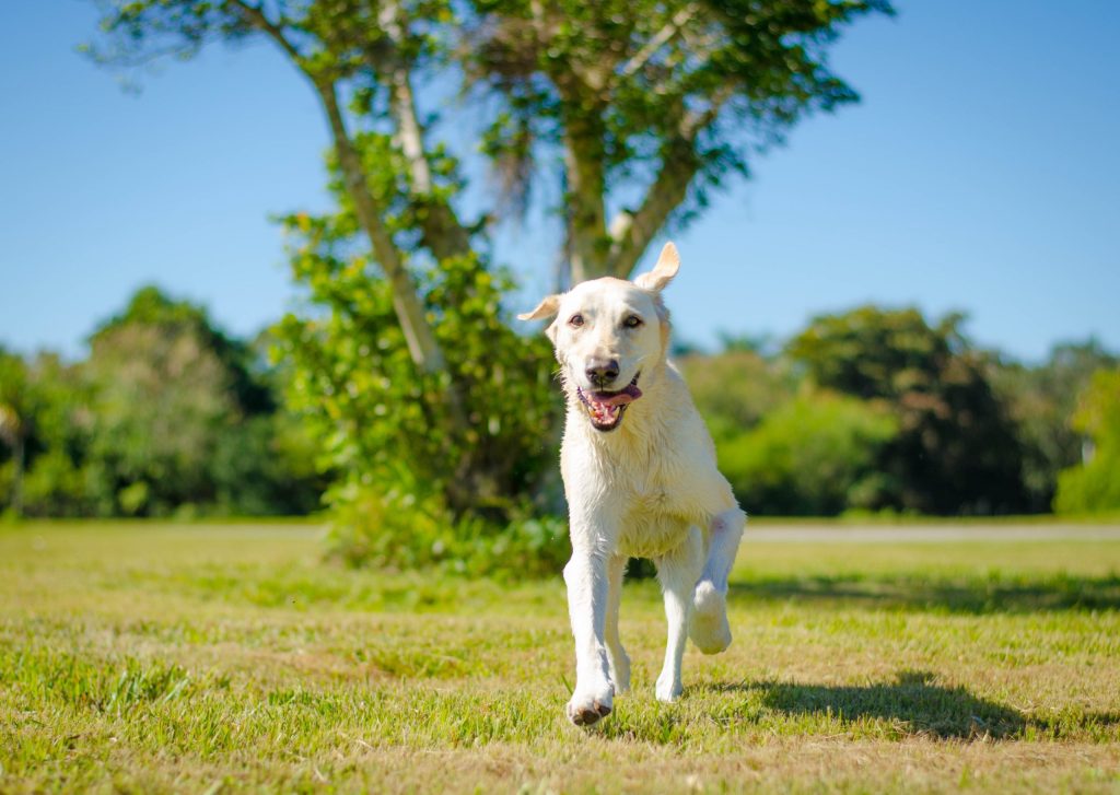 Labrador Retriever running toward the camera at a dog park.