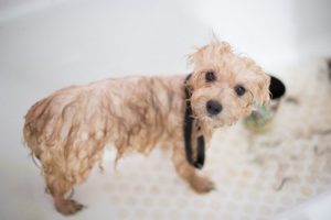 dog in bathtub at grooming salon