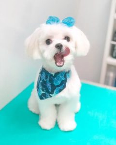 White Maltese with tongue out on dog groomer table