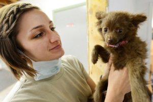 vet assistant holding dog