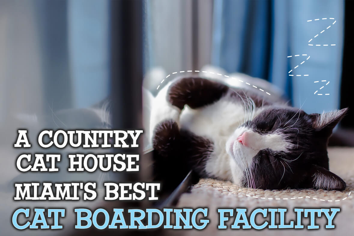 Cat Boarding Miami