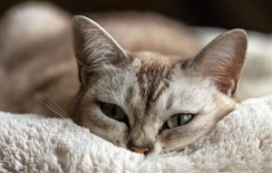 sleepy cat on white fluffy blanket