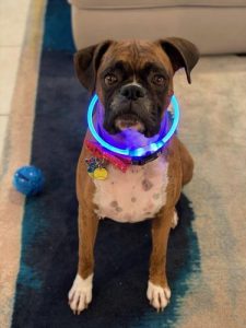 A Boxer wearing Nite Ize NightHowl collar in blue in his home.