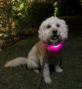 White Goldendoodle wearing a Nite Ize NightHowl safety necklace at night.
