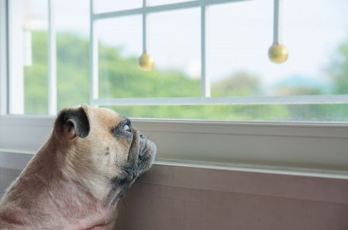 A pug looking out a window. 