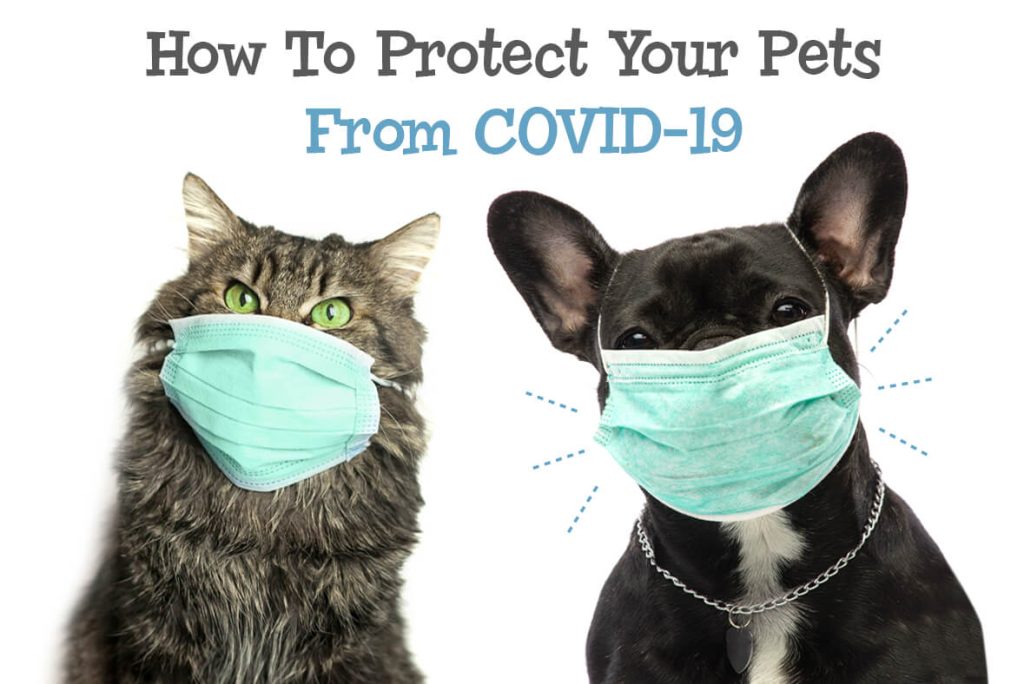 Cat and dog wearing surgical masks.