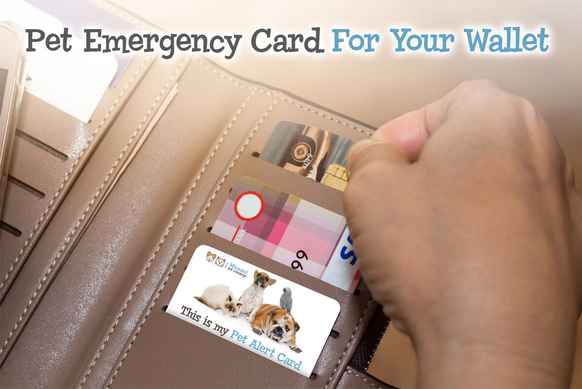 Person's hand taking out a pet emergency card from a wallet.
