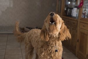 Why does my dog bark a lot?