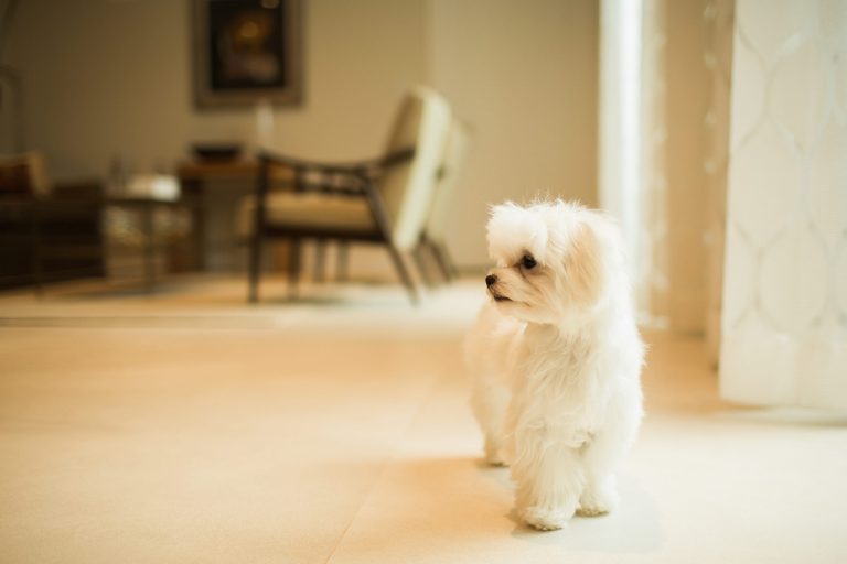 White Maltese standing up looking toward the right.