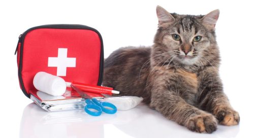 Long haired tabby cat sitting on a table next to a pet first aid kit.