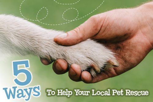 5 Ways To Help Your Local Animal Rescue