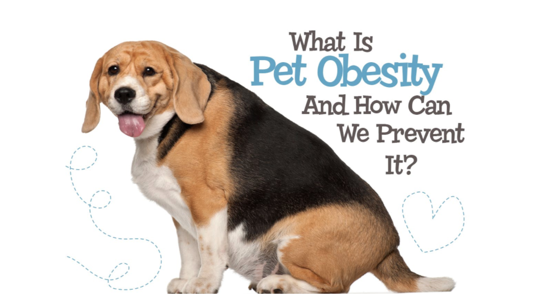 What Is Pet Obesity And How Can We Prevent It?