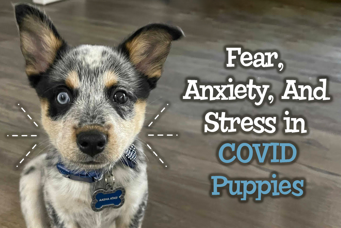 Fear, Anxiety, And Stress In COVID Puppies