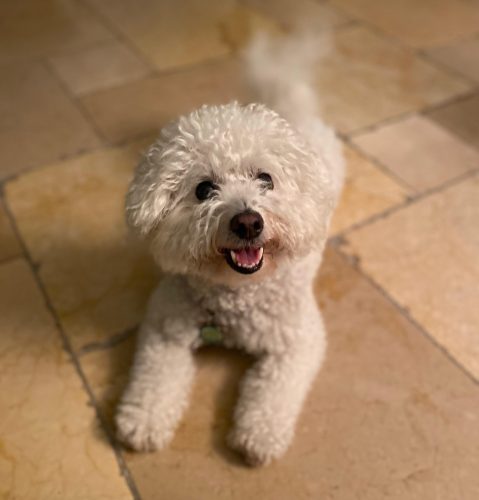 Senior Bichon Frise wagging it's tail at the camera.