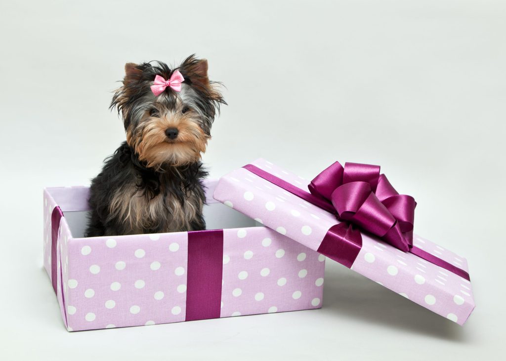 Yorkshire Terrier puppy sitting in a gift box.