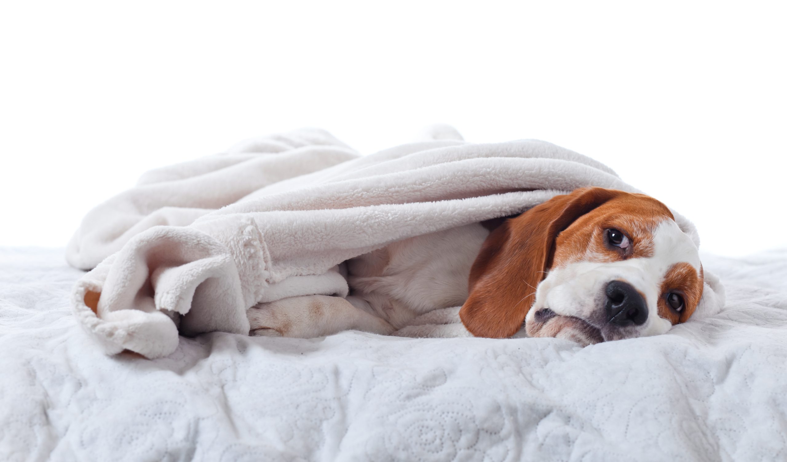 Sick Beagle lying under a white blanket on a bed.