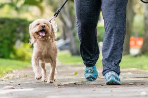 The Benefits Of Walking Your Dog